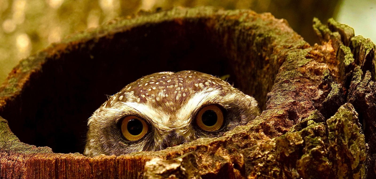 Опасности вождения в тёмное время суток